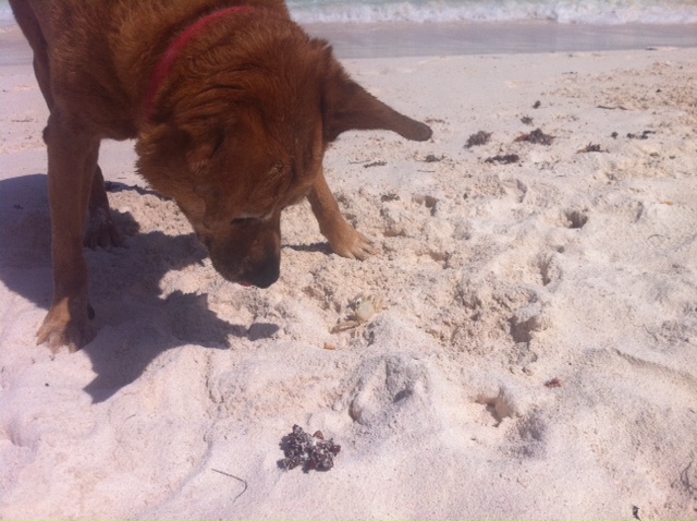 © 2013 Richard Broadwell